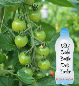 tomato-plant-drip-feeder-diy
