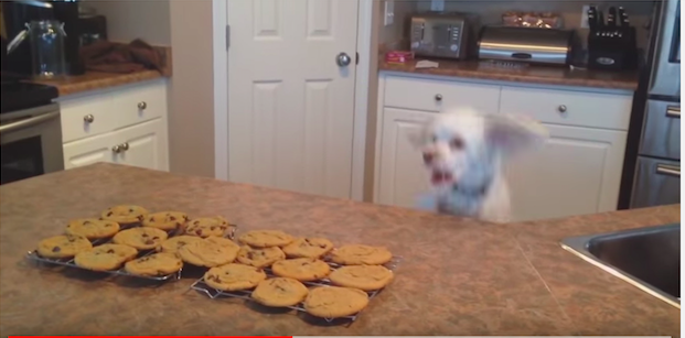 Dog Jumps For Cookies - AllCreated