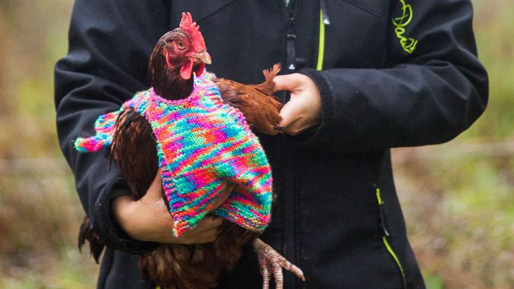 chicken sweaters - allcreated