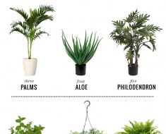 All Created - 11 Hard To Kill Plants