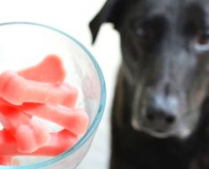allcreated - watermelon pupsicles