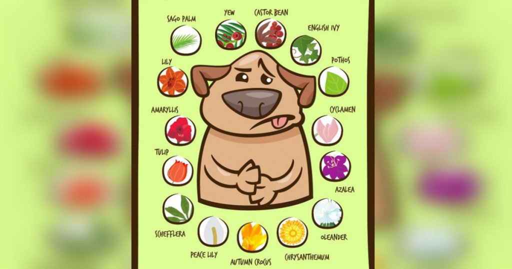 allcreated - pet guide to poisonous plants