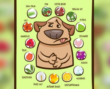 allcreated - pet guide to poisonous plants