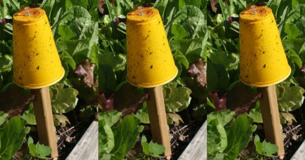 allcreated - diy aphid trap