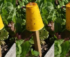 allcreated - diy aphid trap