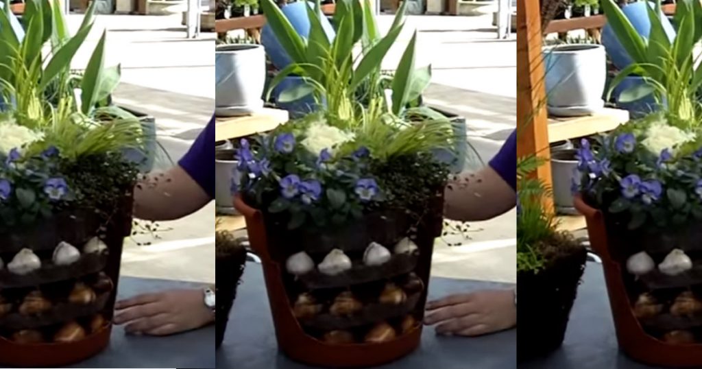 allcreated - bulb container gardening