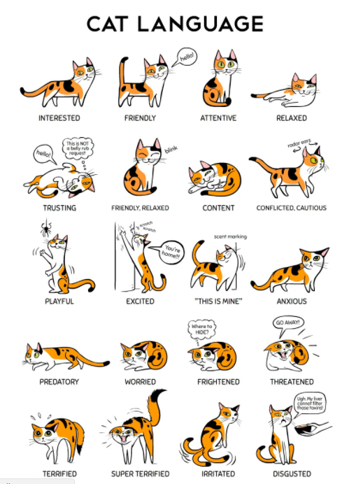 allcreated - cat body language