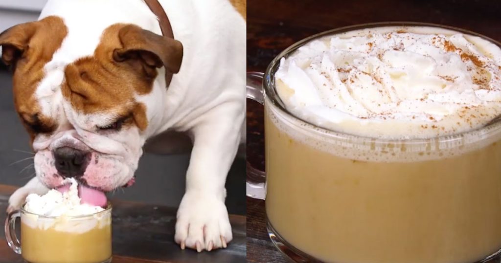 allcreated - dog pumpkin spice latte