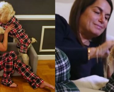 allcreated - dog pajamas