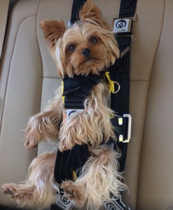 allcreated - dog seat belt