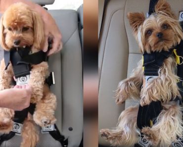 allcreated - dog seat belt